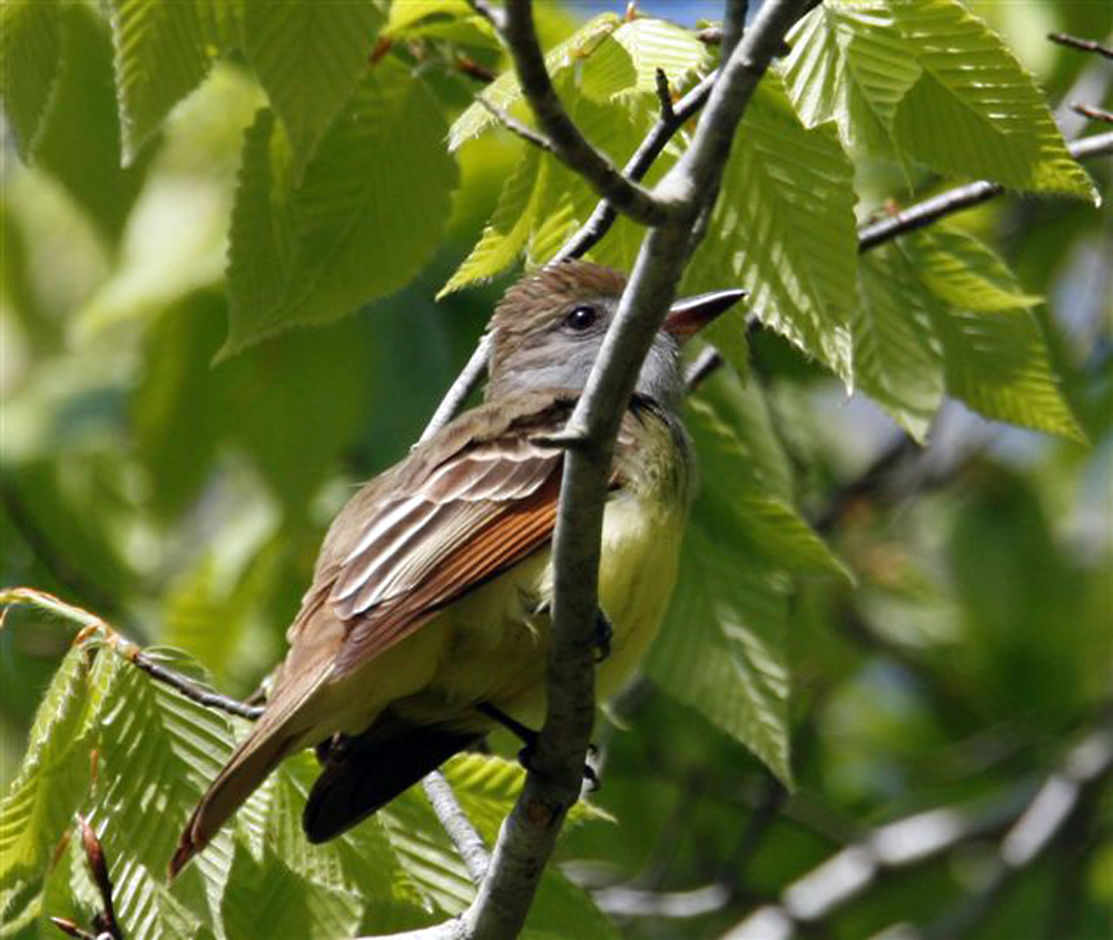 Flycatcher