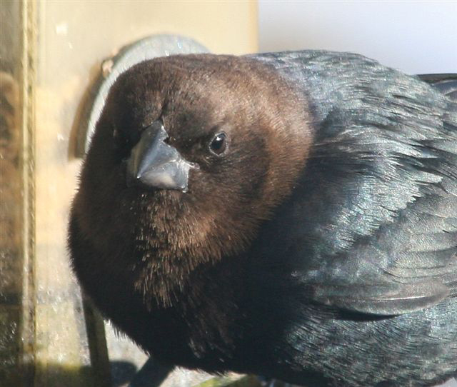cowbird