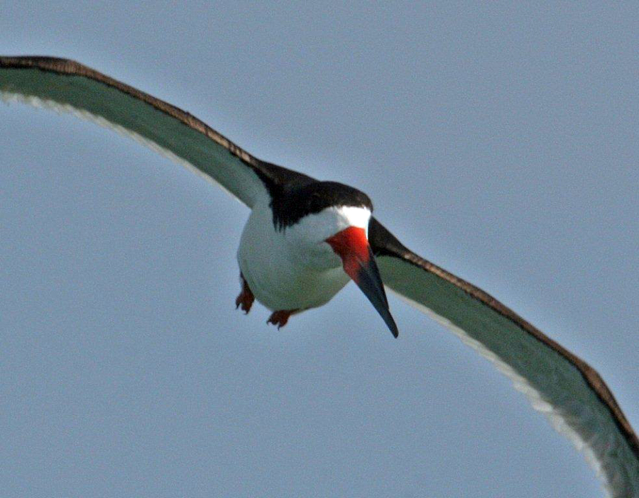 skimmer