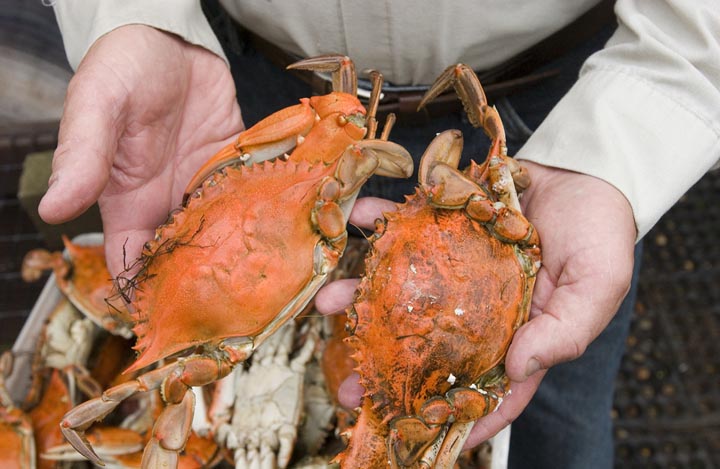 crabs
