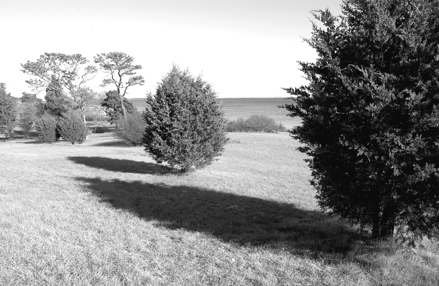 trees