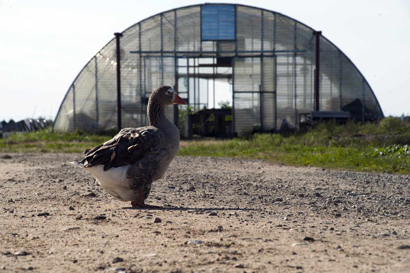 goose