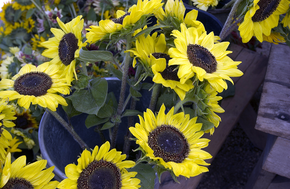 sunflowers