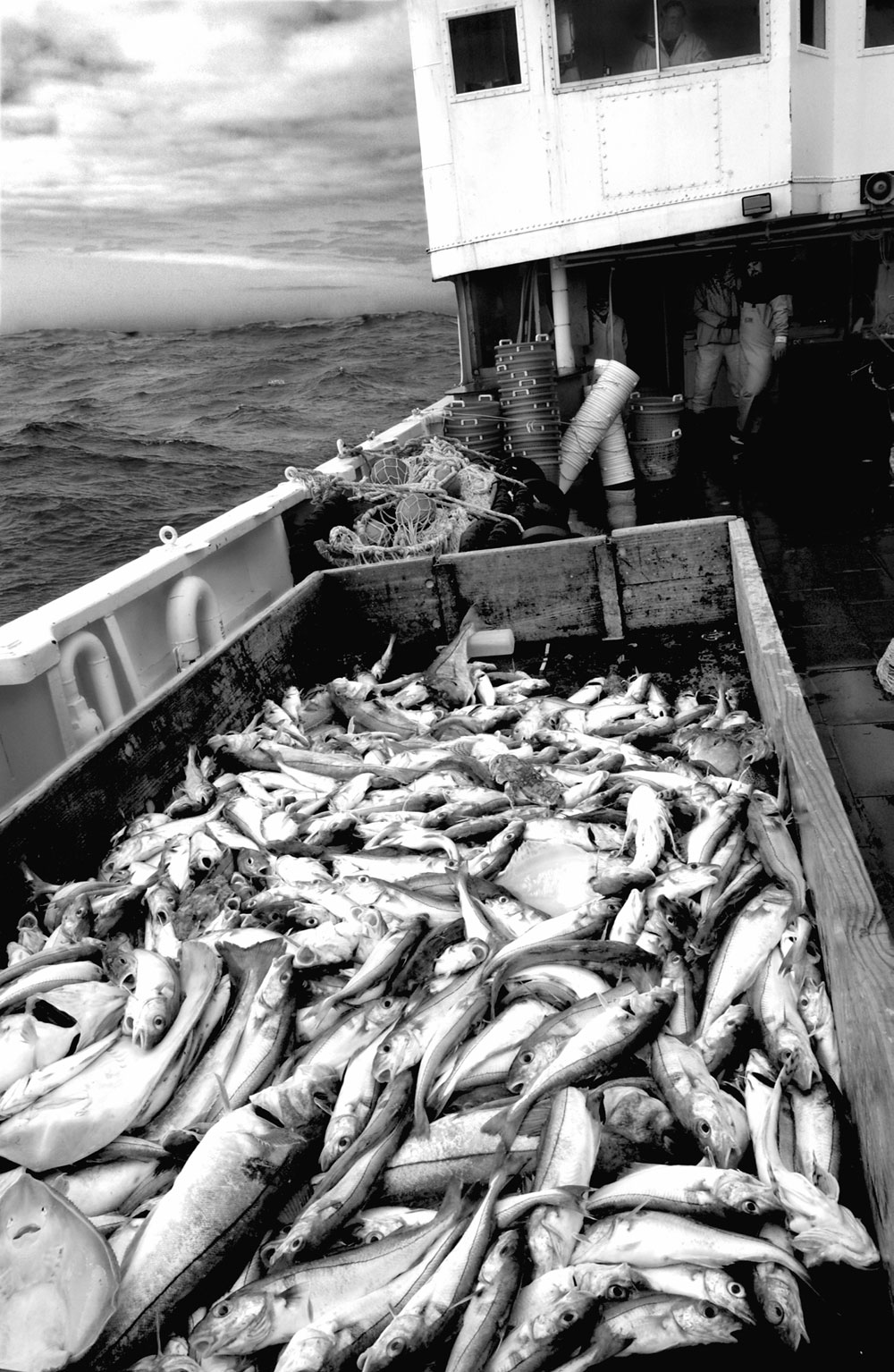 fish