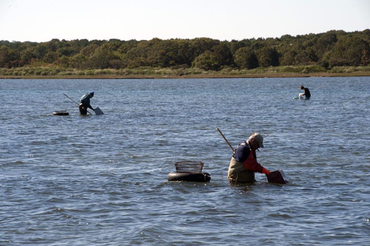 scalloping
