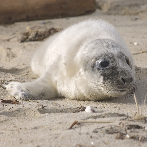 Seal