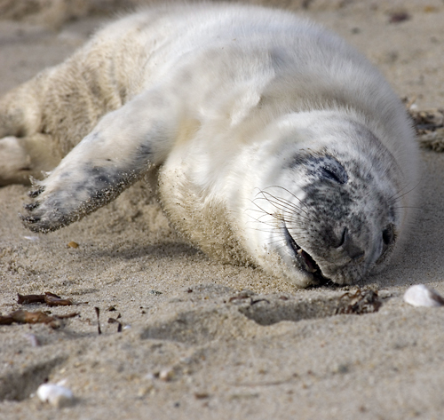 Seal