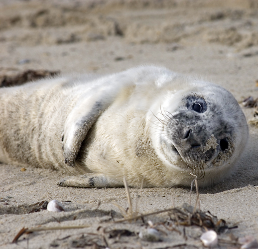 Seal