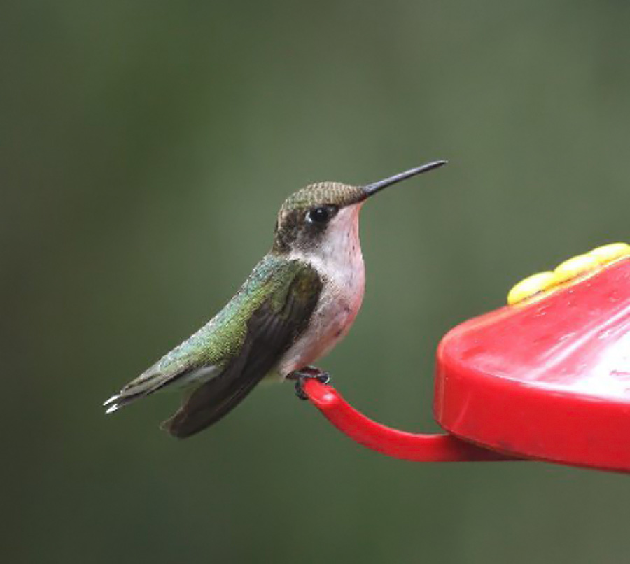 HUMMINGBIRD
