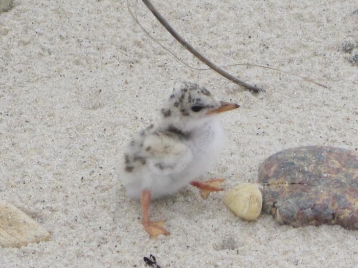 piping plover