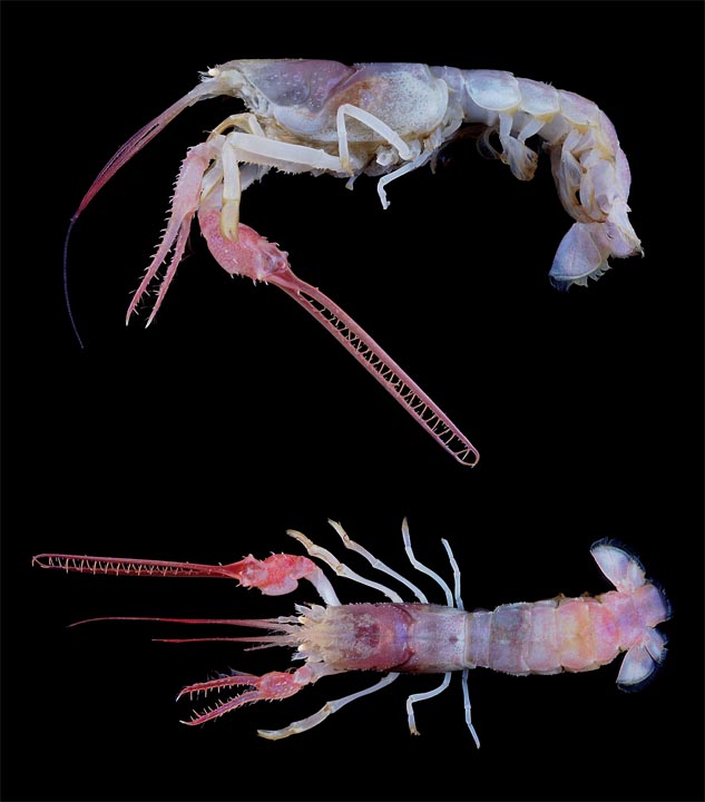 lobster