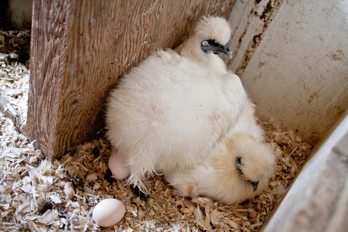 Silky chickens