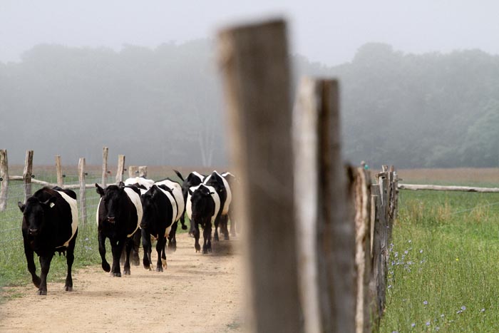 cows