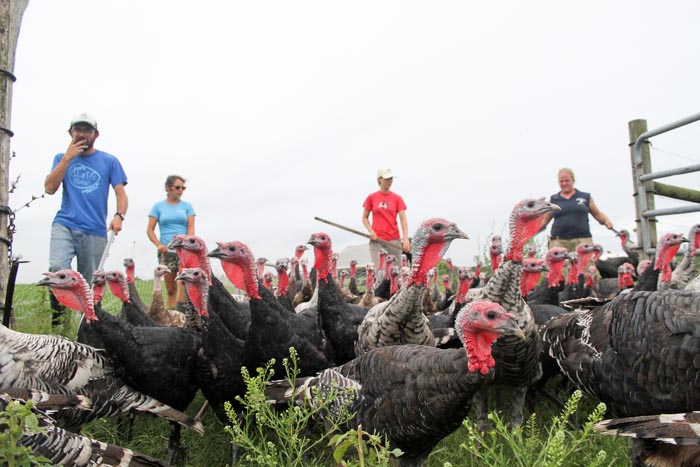 turkeys farm farmers