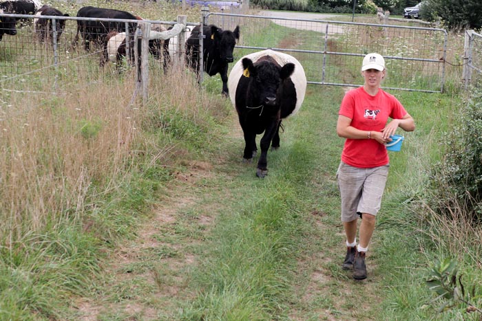Julie Olson cows farm