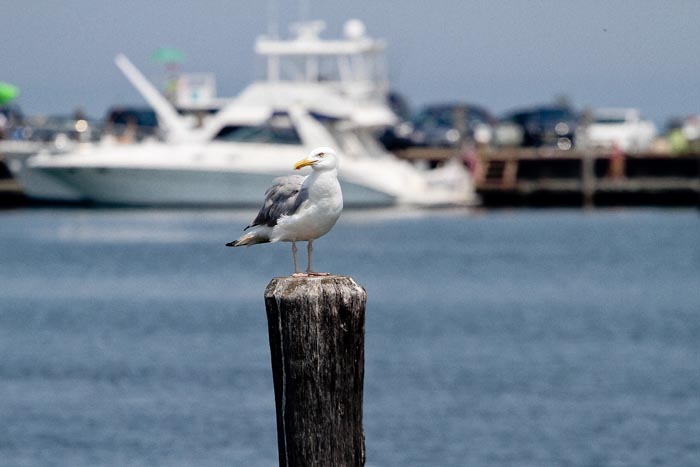seagull
