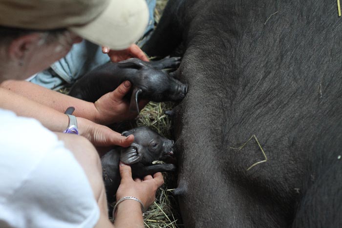 piglets suckling