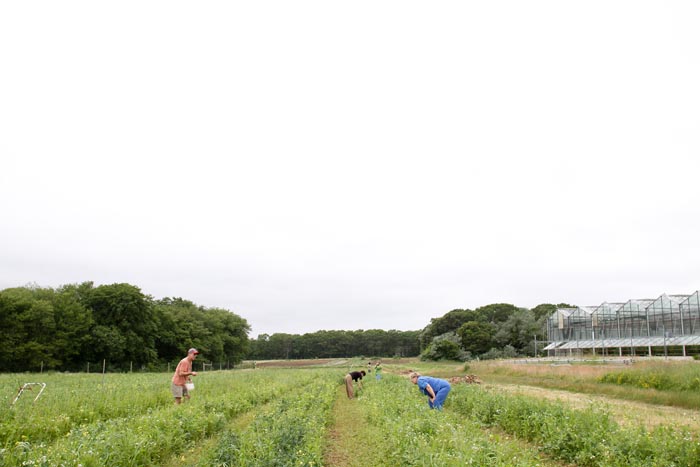 Farm