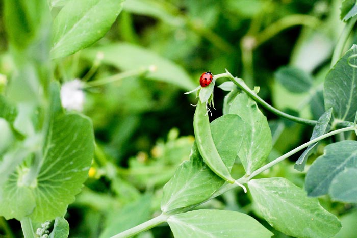 ladybug
