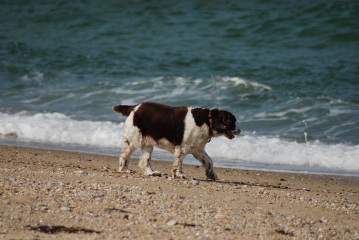 dog