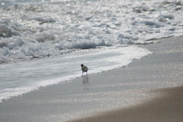 shore bird ocean sand beach