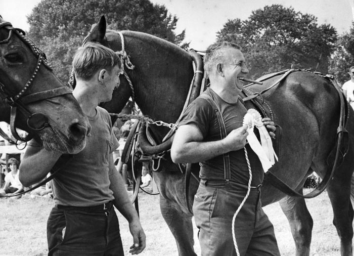 Prize draft horses