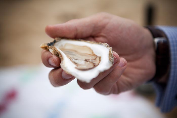 oyster