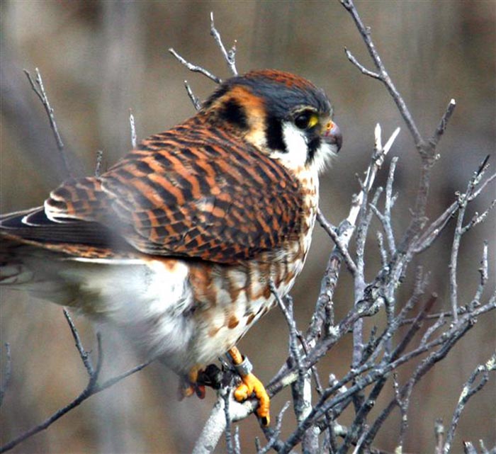 American Kestrel