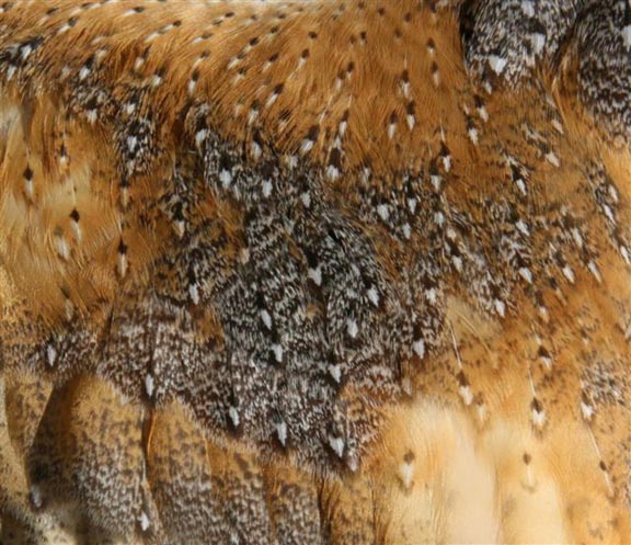 wing