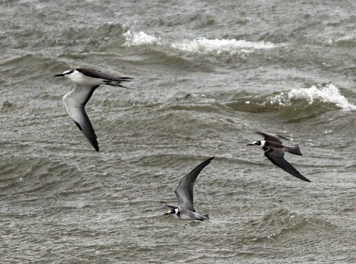 bridled tern black tern ocean