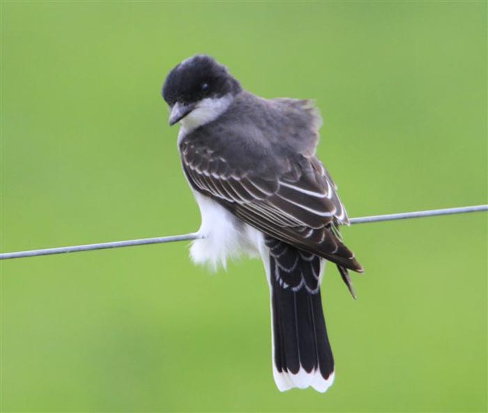 Kingbird