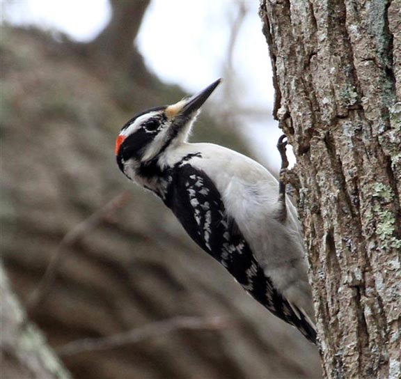 woodpecker