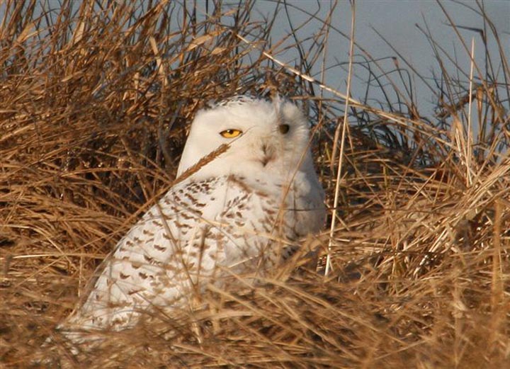 snowy owl grass