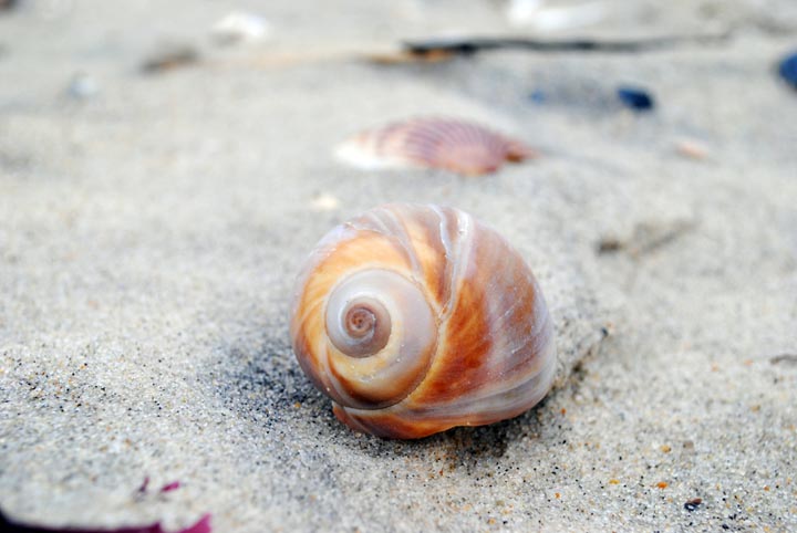 shell