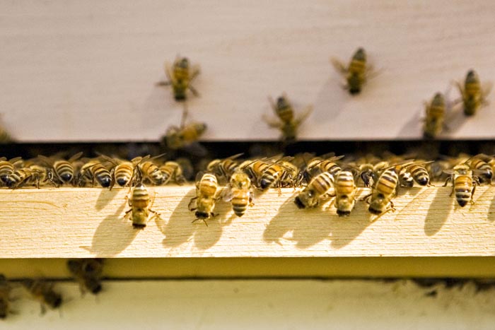 honeybees