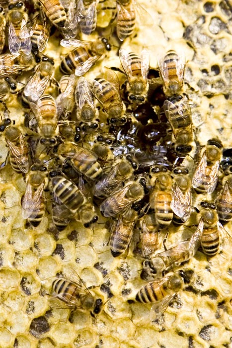honeybees