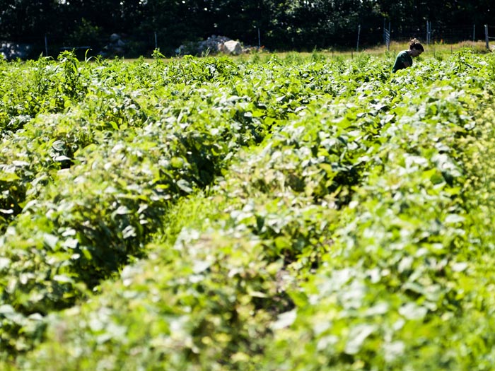 garden field farmer