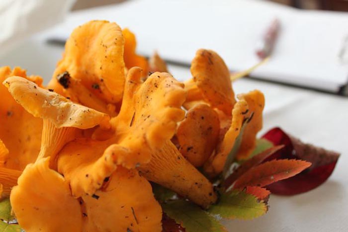 chanterelle mushroom