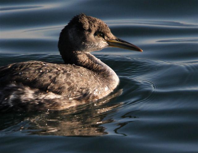 Red-necked  Grebe