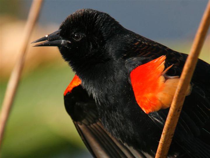 red winged blackbird