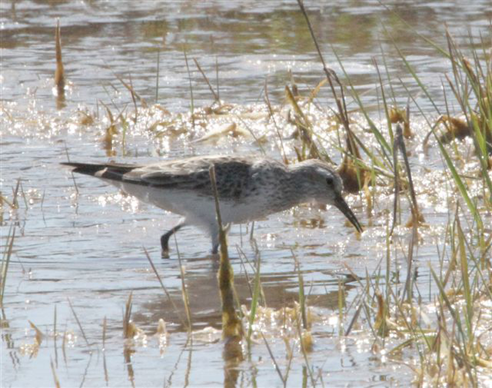 sandpiper