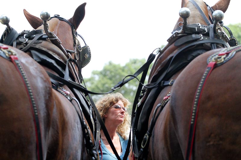 horses