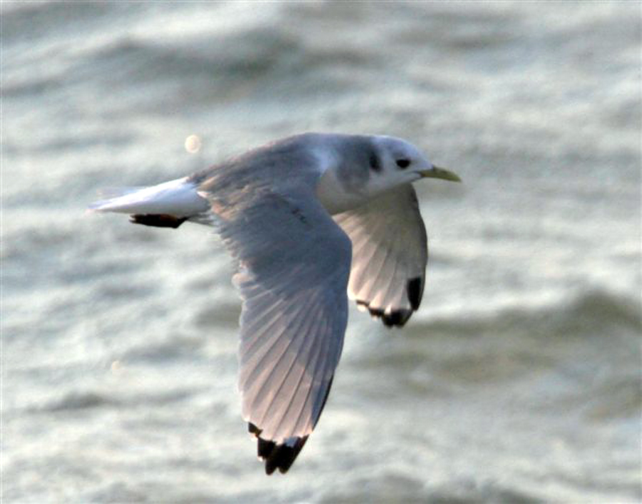 black-legged black-legged kittiwake