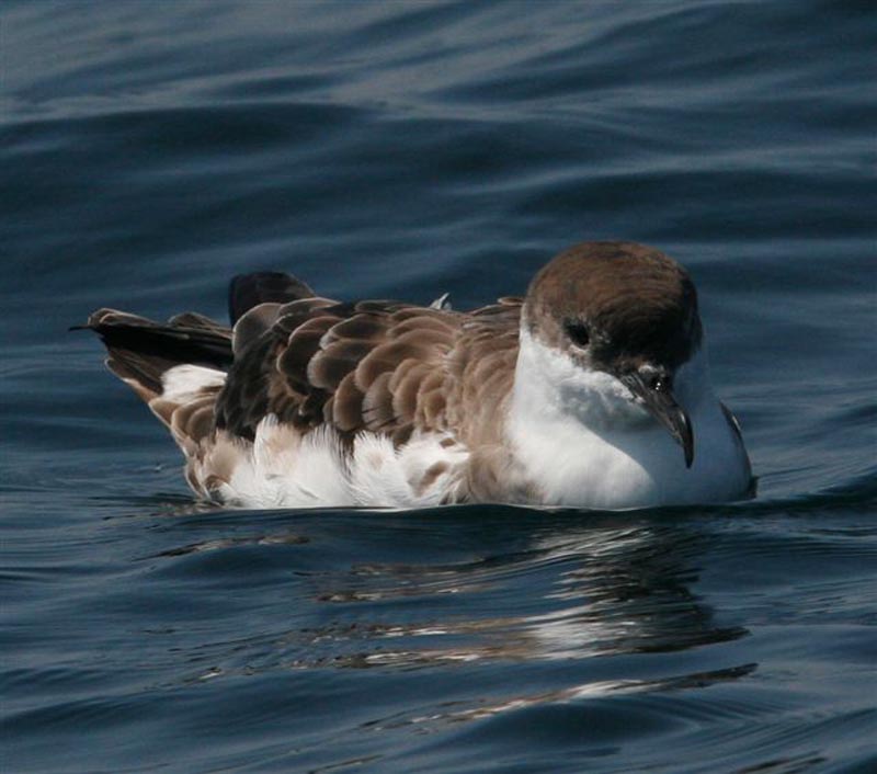 greater shearwater