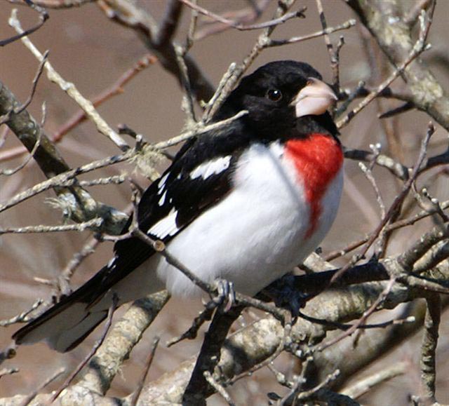 rose breasted grosbeak