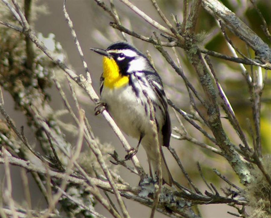 yellow-throated warbler