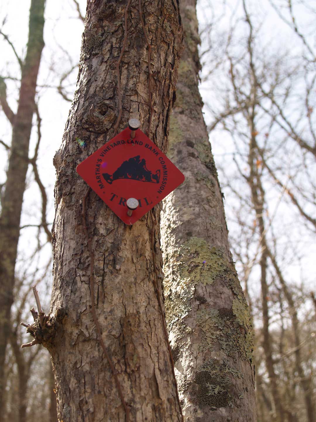 land bank red trail marker tree