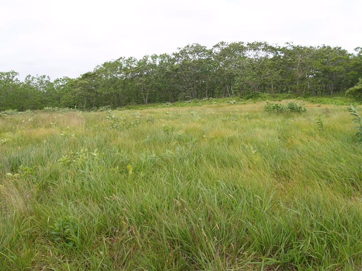 field pennywise preserve