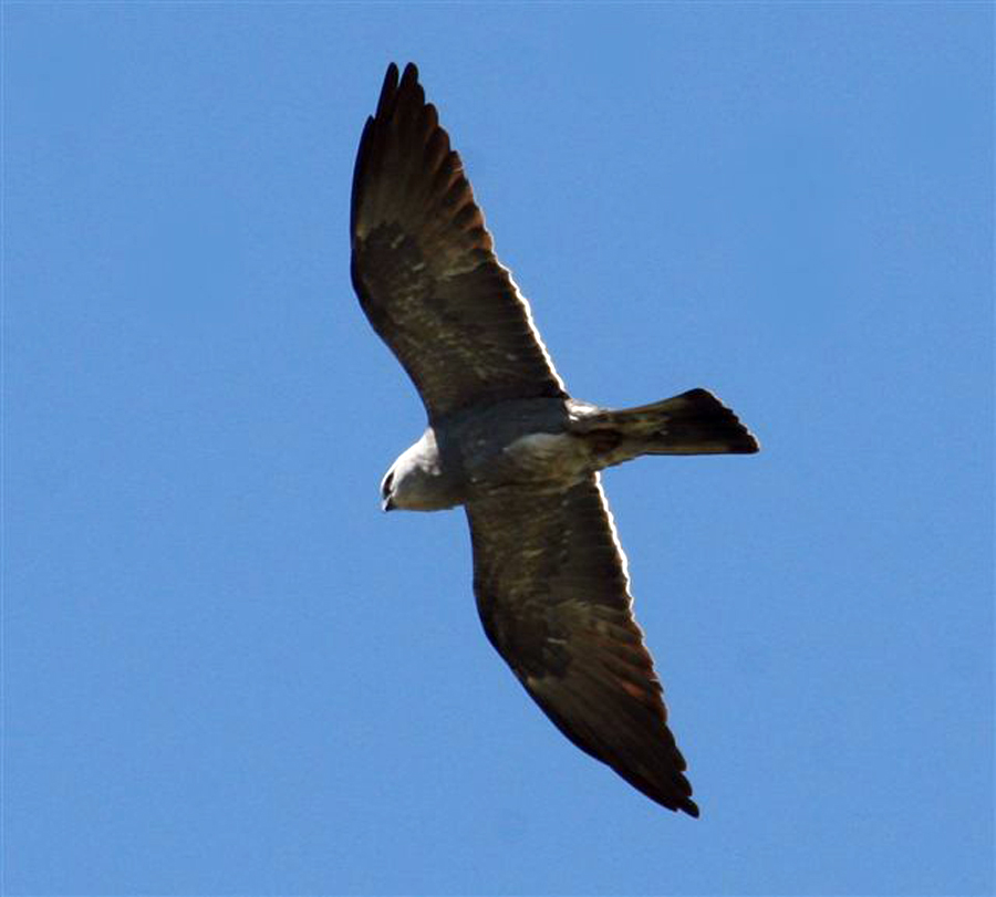 mississippi kite