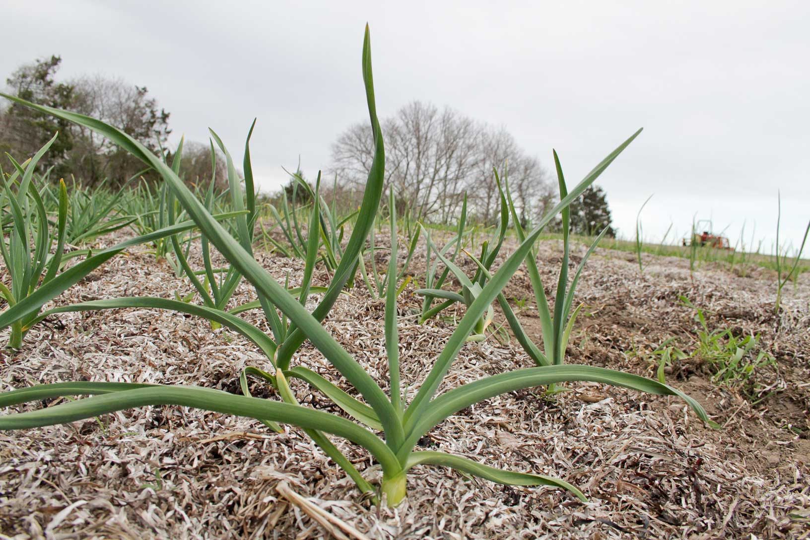 chives garden